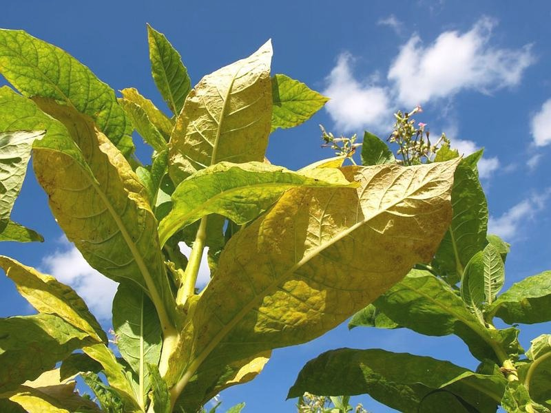 Jak zwiększyć moc tytoniu? Sposoby na intensywniejszy smak i aromat