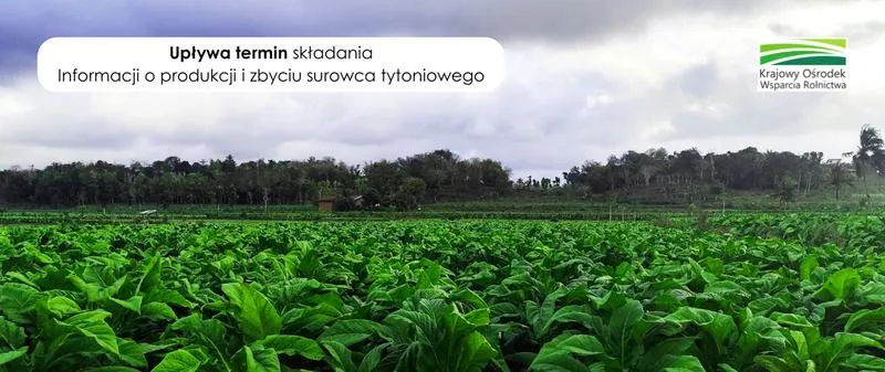 Czynniki wpływające na plon